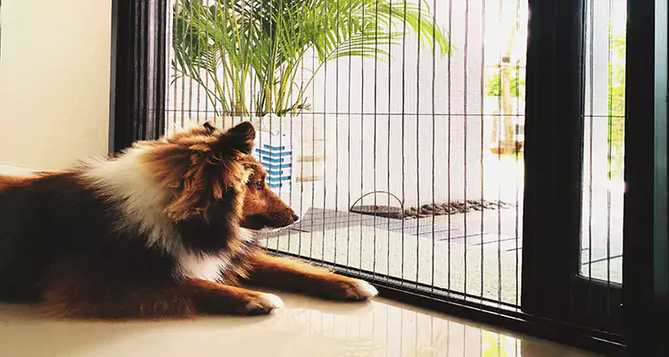 Sliding Screen Pet Door Repair in North Port, FL