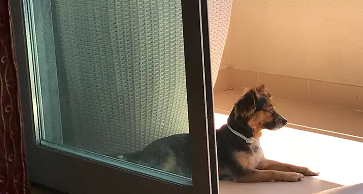 French Door Pet Screen Repair in North Port, FL